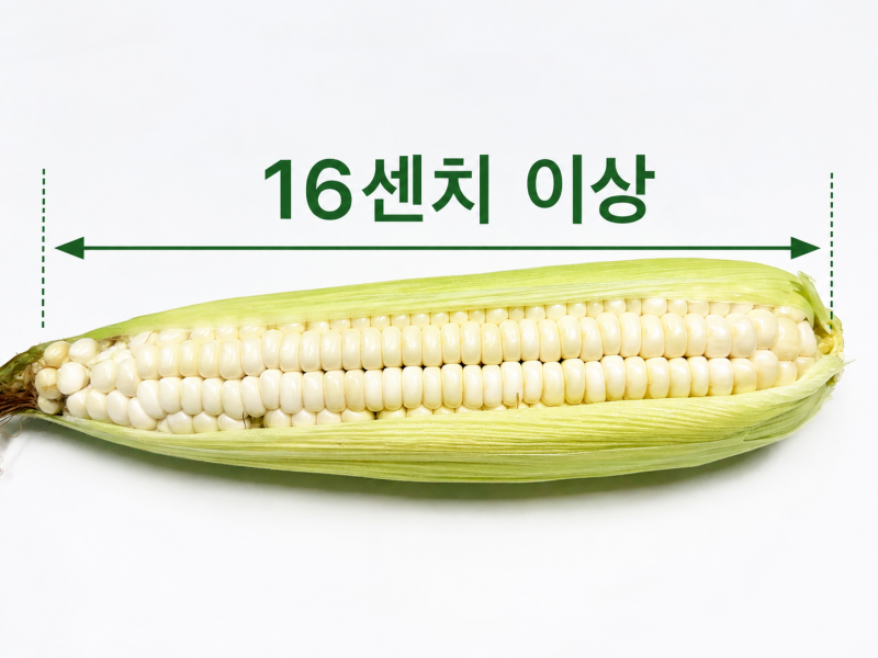 양구몰,강원 양구 제철 찐 냉동 삶은 햇찰옥수수 최상품 16cm